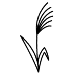 秋 Kagoのイラスト工房